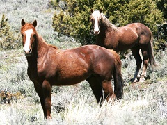 Two brown horses face the camera. Photo by Jeff Fontana/BLM.