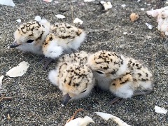 Fluffy snowy plover chicks recently hatched on the beach. Photo by BLM.