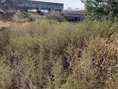 Invasive weeds next to a river. Photo by the BLM.