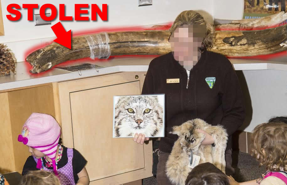 "Stolen" and arrow pointing to highlighted mammoth tusk on the counter behind a Science Center Instructor teaching kids