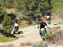 Image of off-road dirt bikes racing between evergreens at Fort Sage OHV area. Photo by BLM.