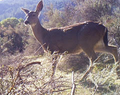 Image of blacktail deer iin brush.