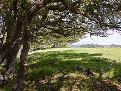 Green pasture with large oak trees at the edges. Photo by Jim Pickering/BLM