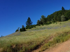 Image of grass covered hill at Magnolia Ranch. Photo by Monte Kawahara/BLM.