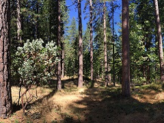 Image of a conifer forest in the Sierra Nevadas. (Samantha Storms/BLM)