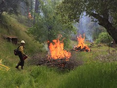 BLM fire fighters burn pile of dry brush in a green field. Photo by Steve Watkins/BLM.