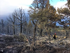 Man walks next to a recently burned tree. Photo by Doug Lawson, BLM>