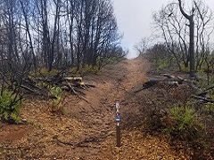A trail being cleared of burned trees in the South Cow Mountain OHV Management Area.  Photo by Brooks Munyer/BLM.
