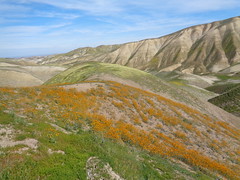 Tumey Hills covered in orange wildflowers. Photo by Ryan O'Dell/BLM.