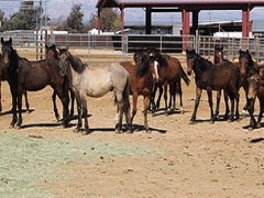 Image of wild white and brown gelding yearlings. Photo by BLM.  