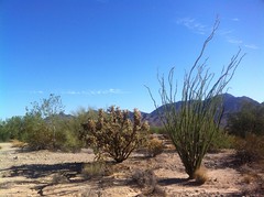 A dusty, desert path between low, green brush and with mountains in the background. Photo by BLM.