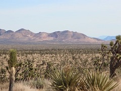 A desert image with mountains in the background and cactus in the foreground on  BLM managed public lands in San Bernardino County. Photo courtesy of Castle Mountain Venture.  