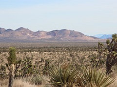 Image of brown mountain rising above scrub desert with pinionin the foreground. 