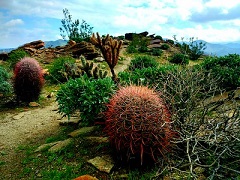Colorful cactus and desert flora. Photo by Doug Herrema/BLM. 