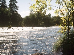 Image of the Pit River rushing through low trees at sunset. Photo by BLM.