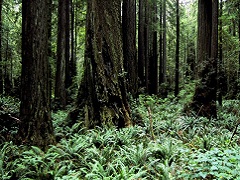 Image of ferns and large trees at Headwaters Forest Reserve. (Photo by BLM).