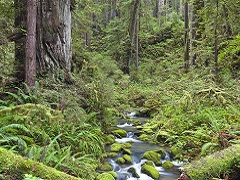 Image of lush, green coastal forest and creek at Headwaters Forest Reserve. Photo by Bob Wick/BLM. 