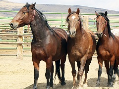 Image of three brown horses in a row. Photo by BLM.