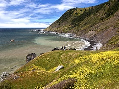 Image of Pacific Ocean beach under a cliff shadow and wildflowers in the foreground. Photo by BLM. 