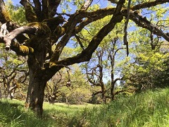 Green coastal forest with moss covered. Photo by Kaleb Goff, BLM.