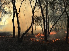 A smoky, burning grassland during a prescribed burn. Photo by Laura Brodhead/BLM.