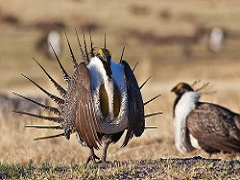 Image of Sage Grouse. Photo by Bob Wick/BLM