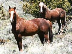Two brown wild horses stare into the camera. BLM Photo.