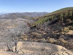 An image of damage from the Mendocino Complex fire at the South Cow Mountain OHV Management Area (Ashley Poggio/BLM).