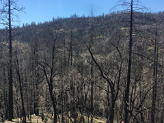 A fire scorched forest with burnt trees. 