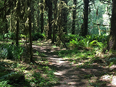 A trail through a thick forest.