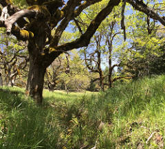 photo of grassland with trees