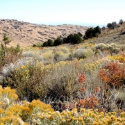 photo of hills with vegetation