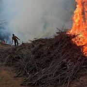 firefighter burning large pile of dead wood