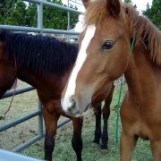 photo of horses