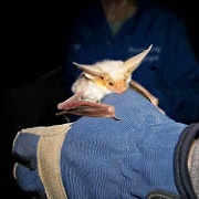 photo of a bat in a persons hand