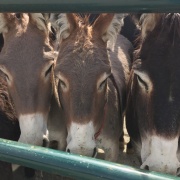 photo of several burros