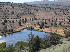 A pond in a range land area.