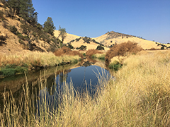 A pond in a high golden grass filled landscape.