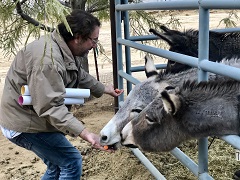 Picture of DAC member feeding a carrot to a Burro.
