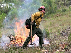 Firefighter lights prescribed burn in woods. Photo by BLM.