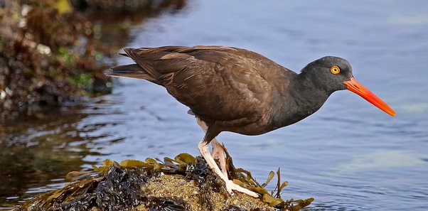 Black Oystercatcher at Pebble Beach (Photo by David Ledig, BLM)