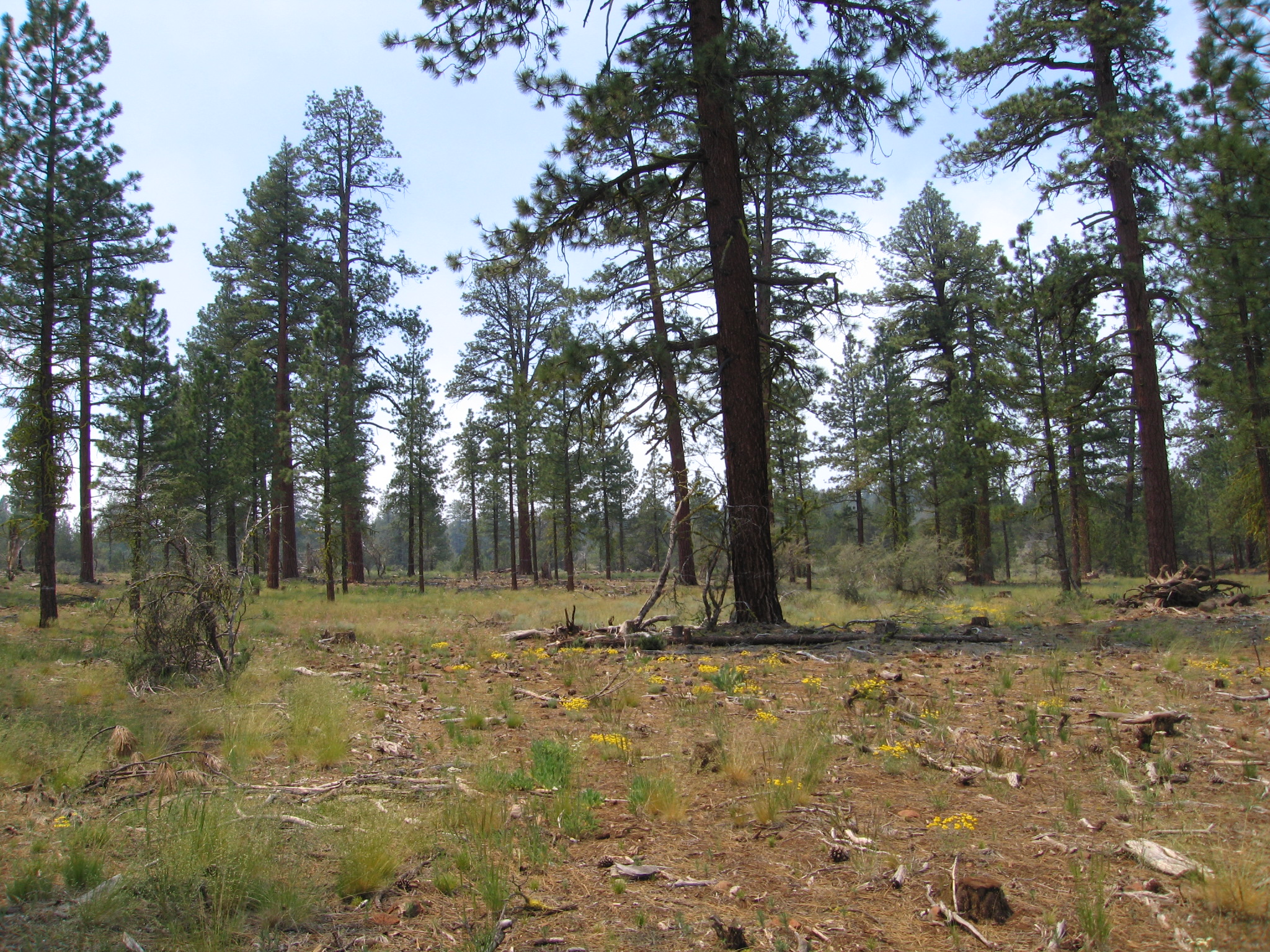 Foresters meeting up to do measurements at BLM Campbell Tract