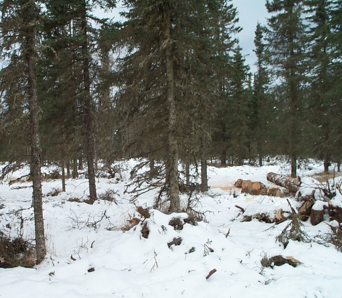 Trees at Keani Peninsula. Photo by Eric Geisler