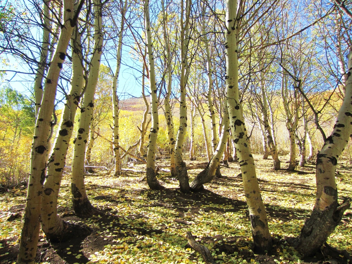   Quaking Aspen trees in the Santa Rosa-Paradise Peak Wilderness area. Photo by Scott Moore