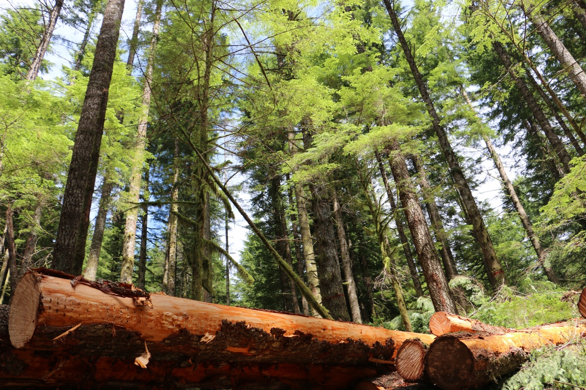 Gordon Creek Timber Thinning