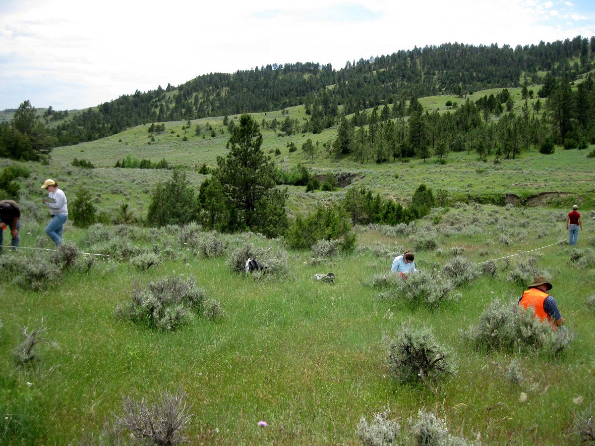Five people are spread out walking amongst green grass looking down.