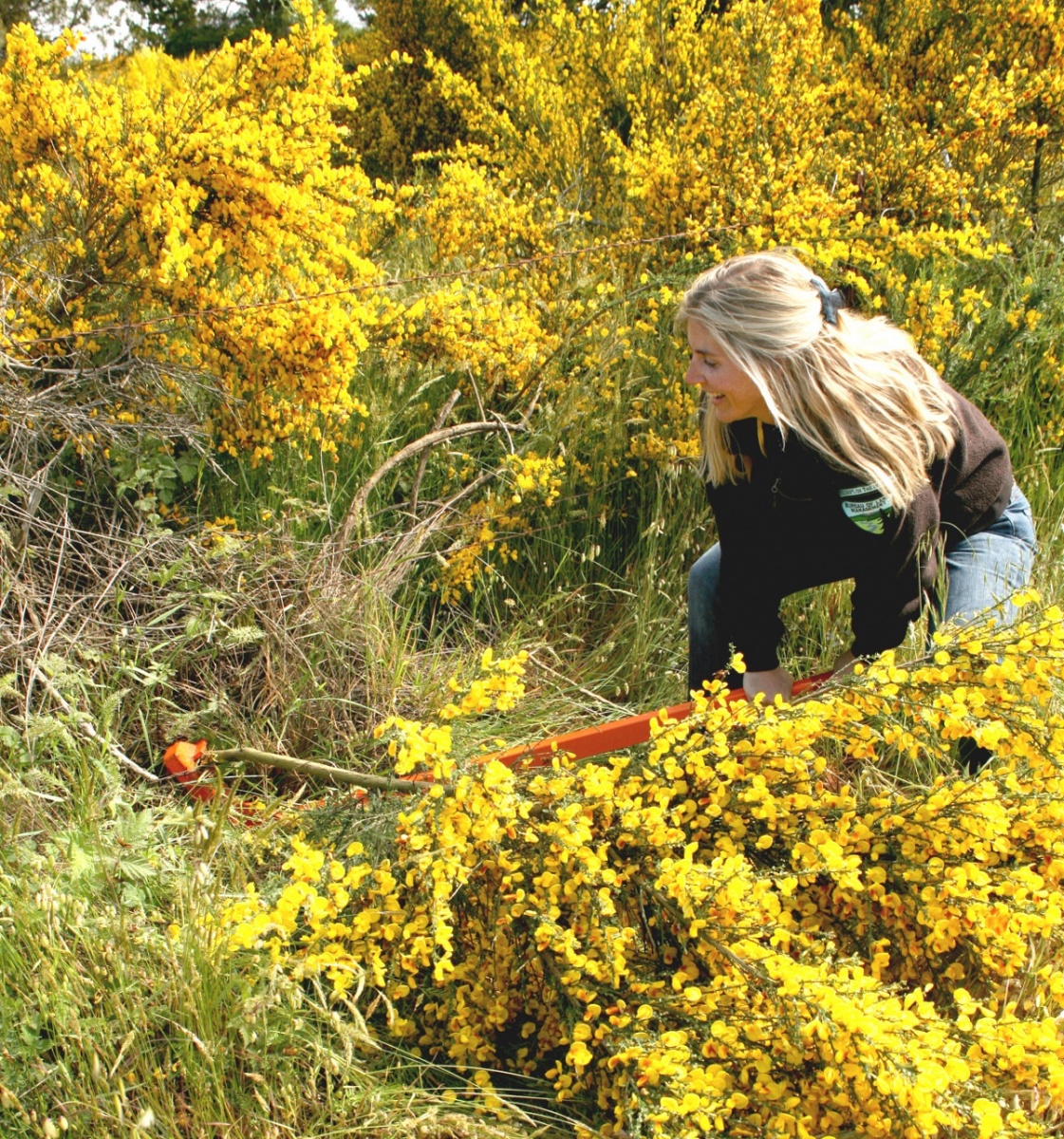 A botanist uses a weed wrench to pull weeds that are in full bloom.