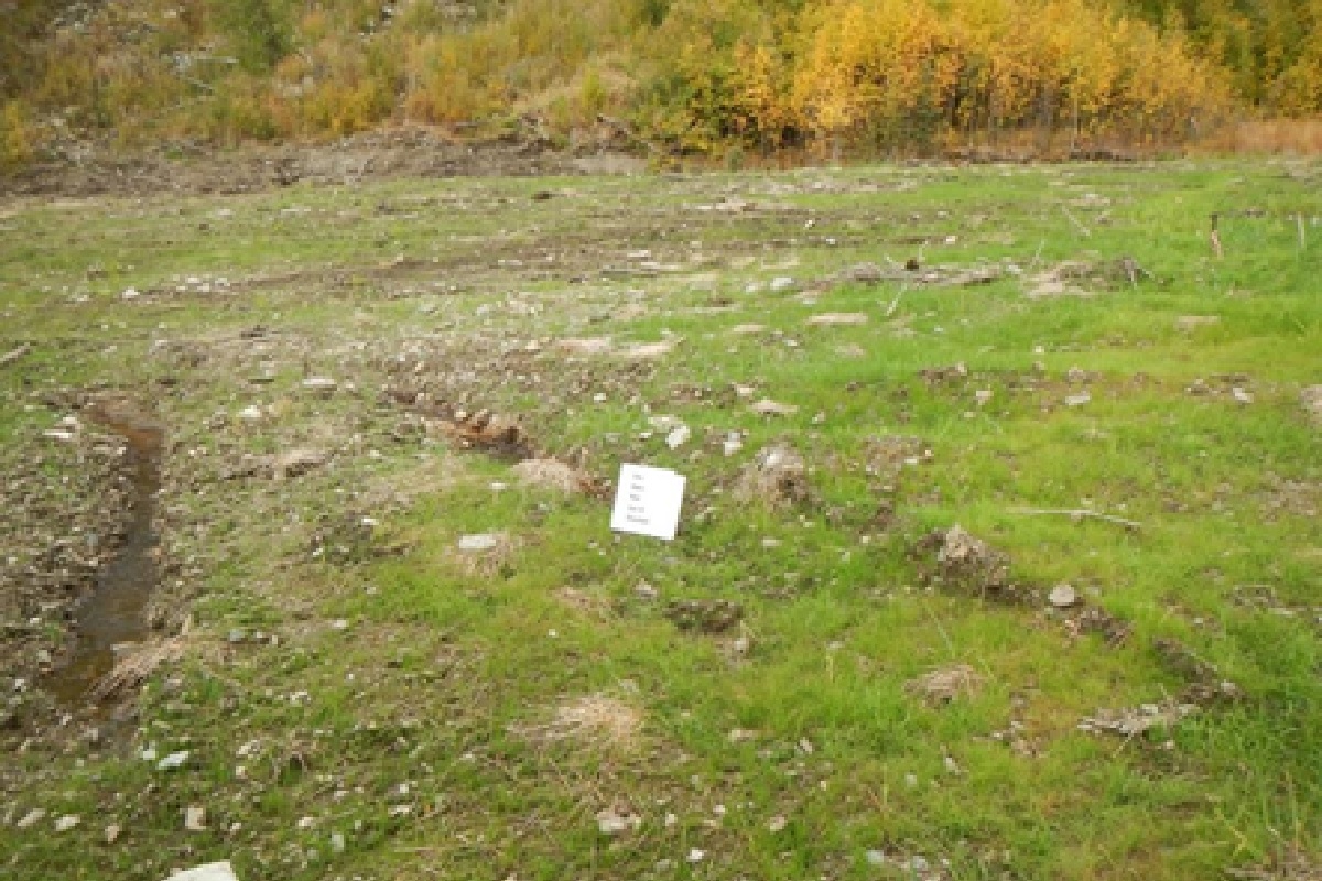 An area of land after reseeding covered in short green plants.