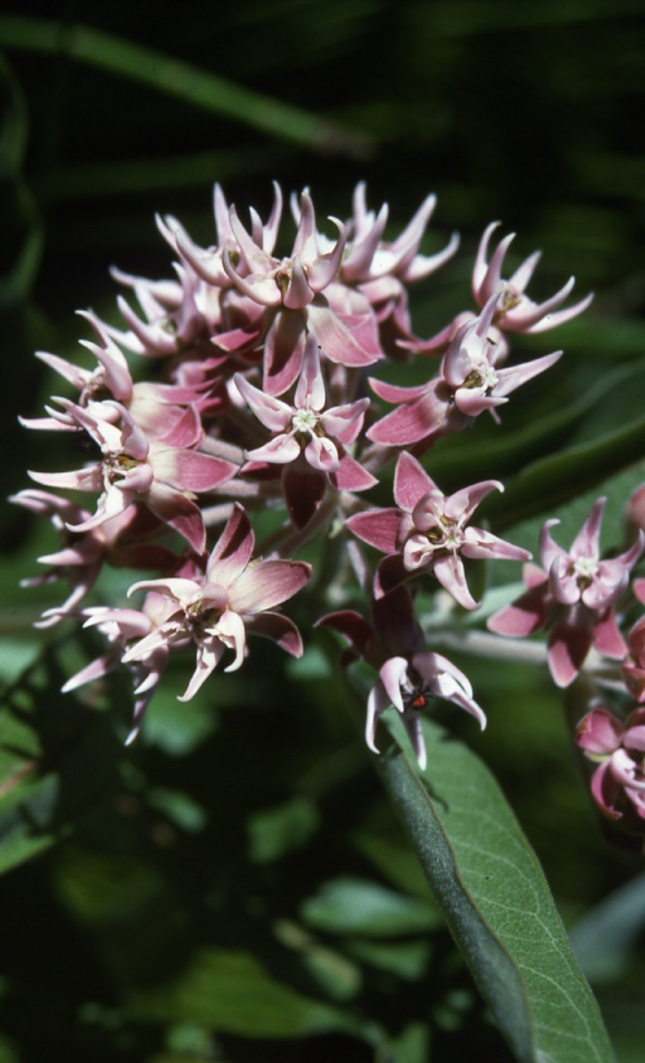 A pink flower.