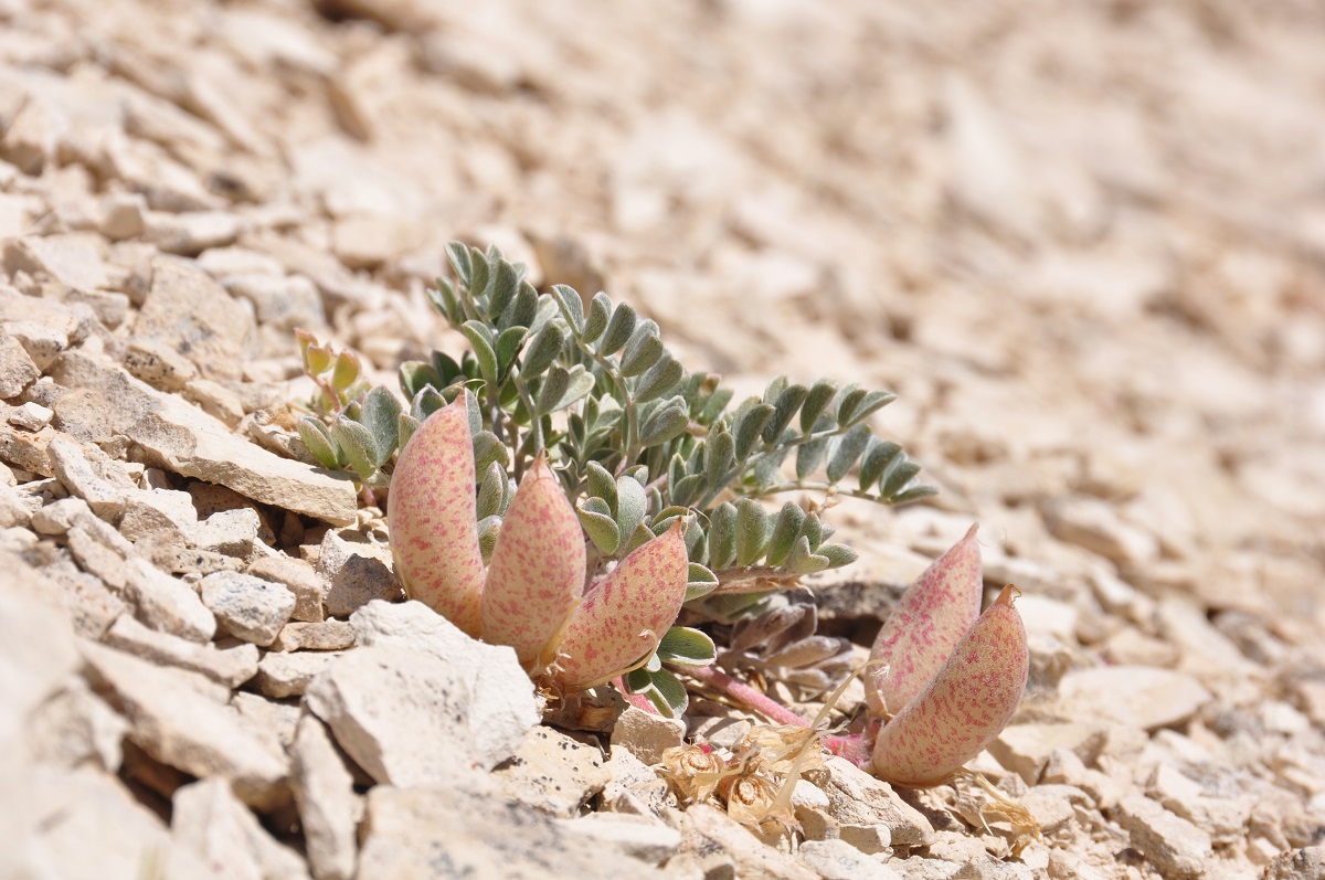 small plant with bloated, speckled seed pods growing on rocky ground
